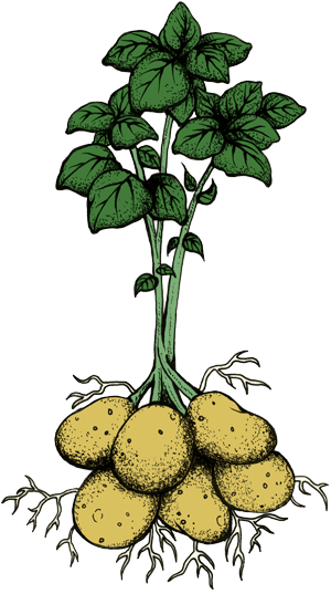 Ruben's Veggies Potato